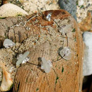 Slideshow: Seaglass - Bracelets